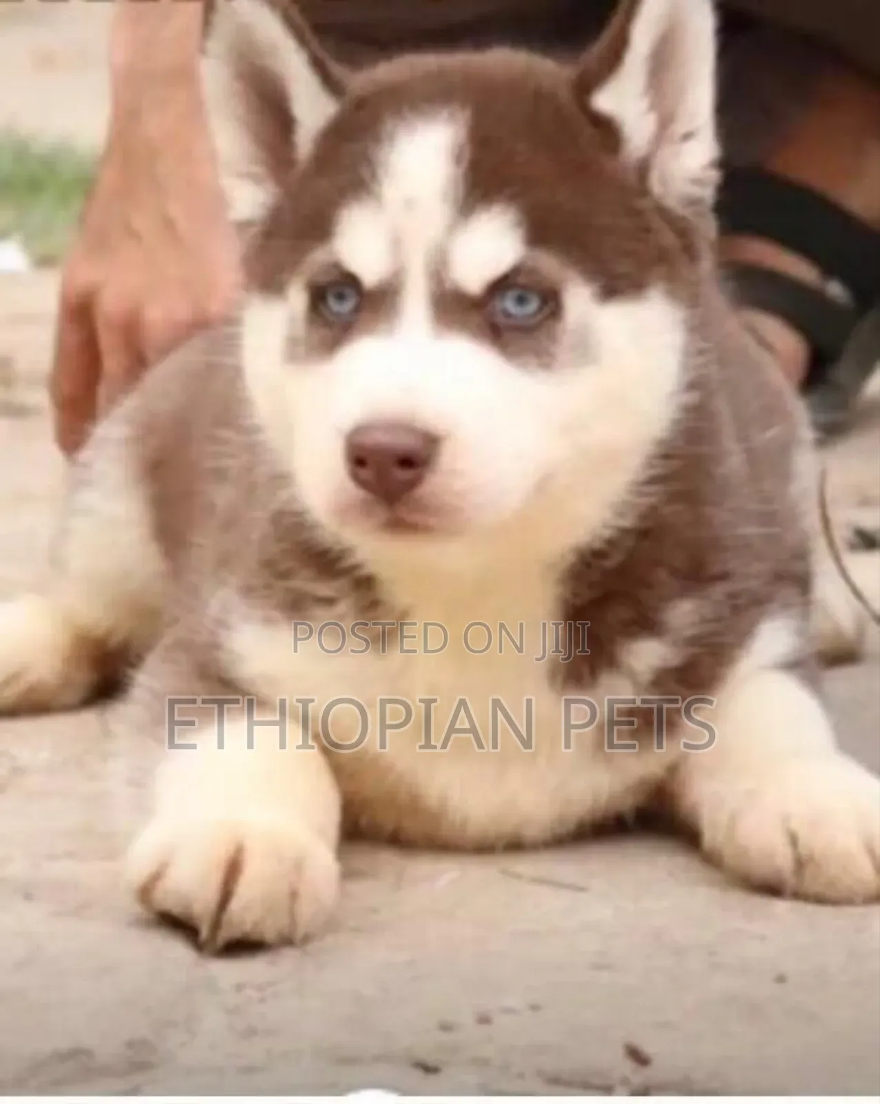 1-3 months Male Purebred Siberian Husky