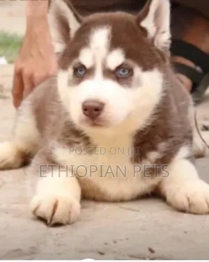 1-3 months Male Purebred Siberian Husky