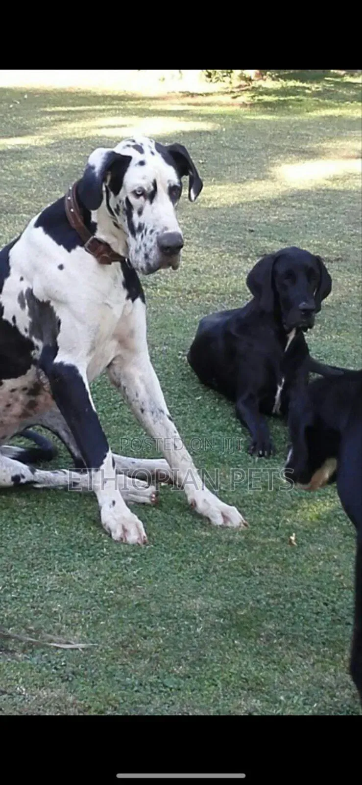 3-6 months Male Purebred Great Dane