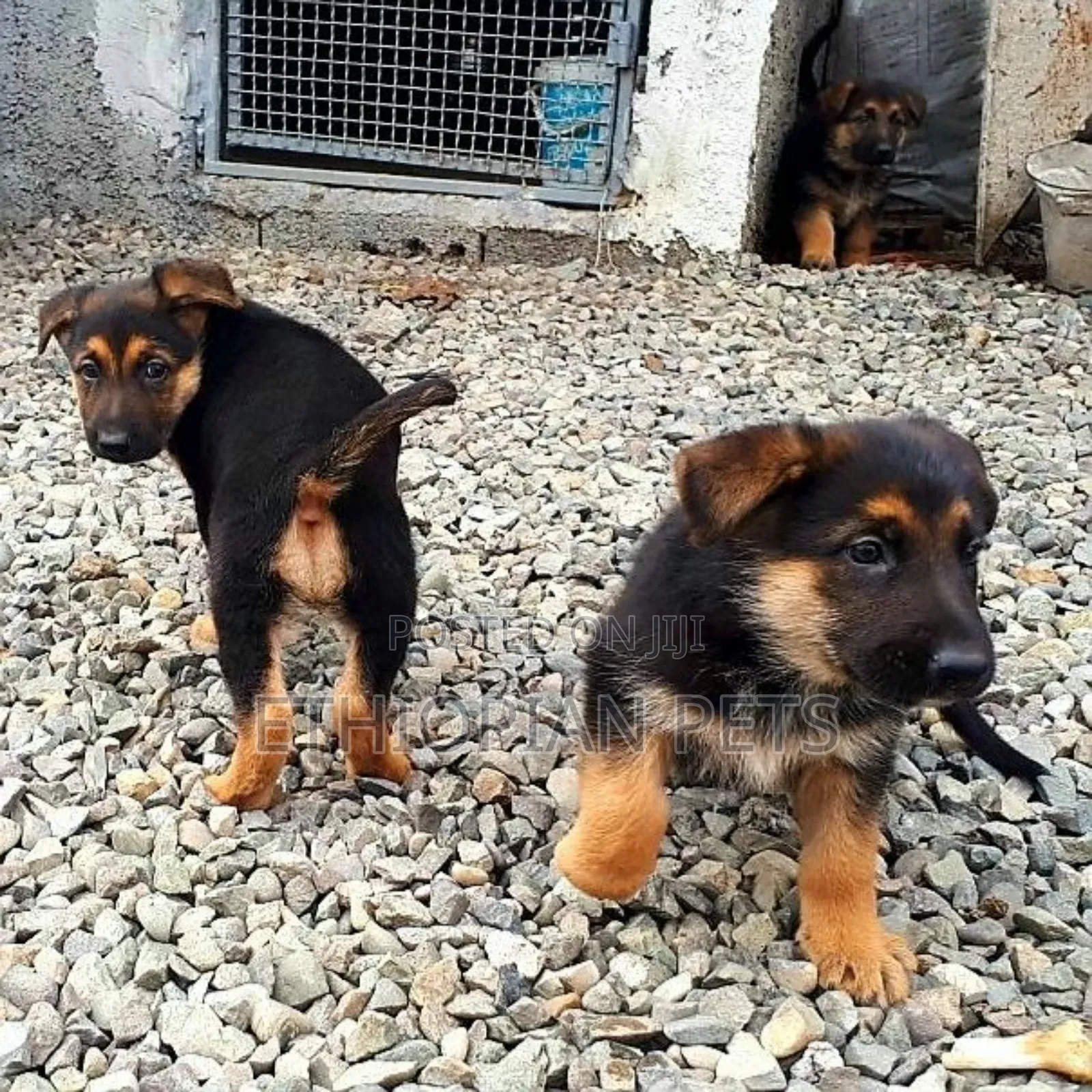 1-3 months Male Purebred German Shepherd