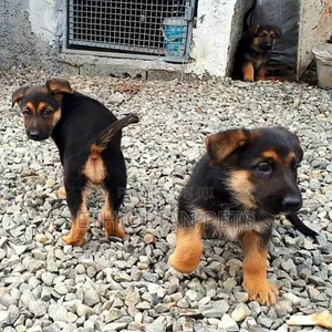 1-3 months Male Purebred German Shepherd