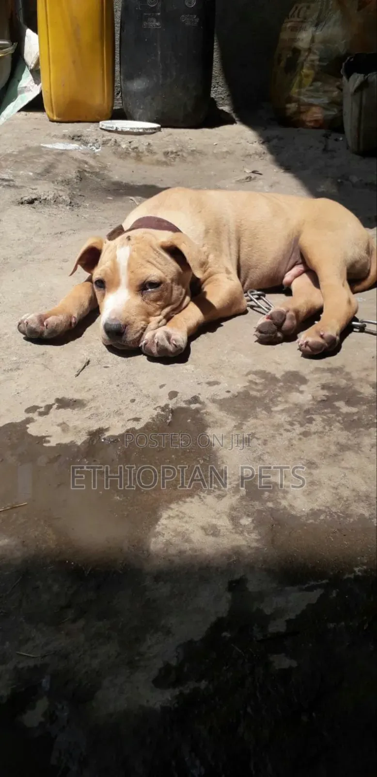 1-3 months Male Purebred American Bully