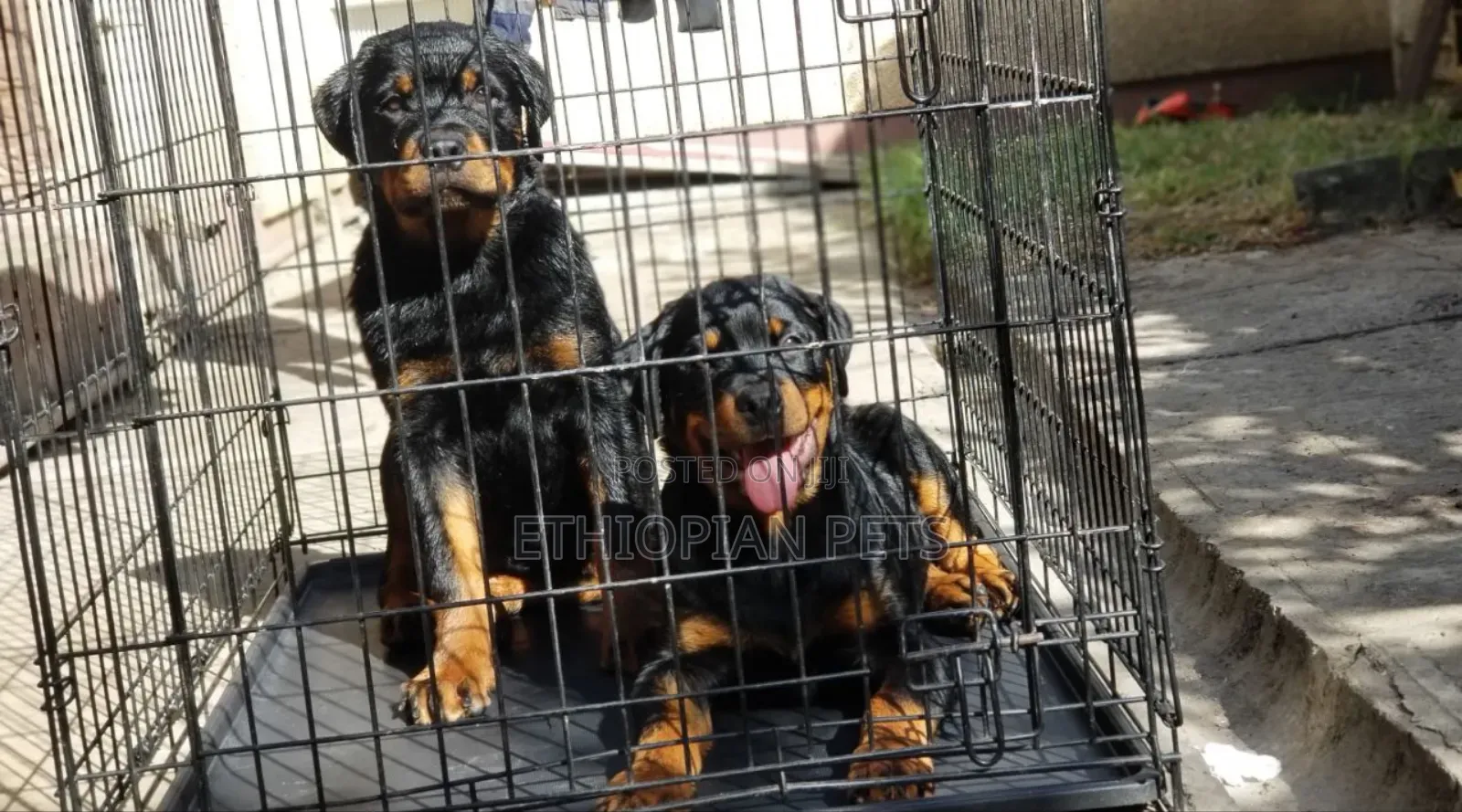 3-6 months Male Purebred Rottweiler