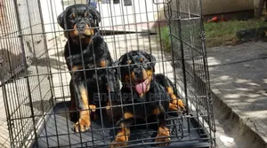 3-6 months Male Purebred Rottweiler