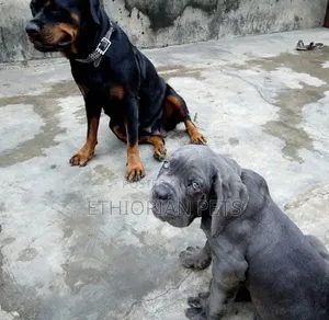 1-3 months Male Purebred Neapolitan Mastiff