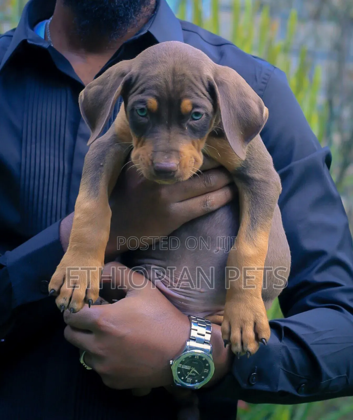 1-3 months Male Purebred Doberman Pinscher