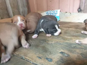 1-3 months Male Purebred American Pit Bull Terrier