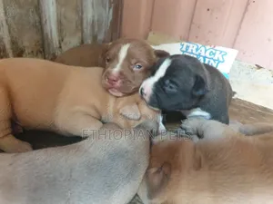 1-3 months Male Purebred American Pit Bull Terrier