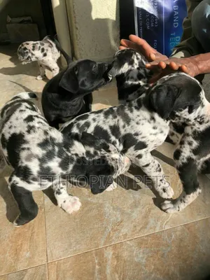 1-3 months Male Purebred Great Dane