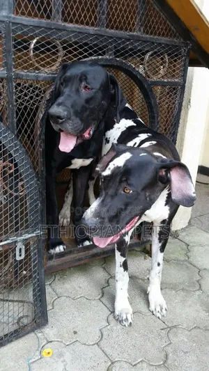 1-3 months Male Purebred Great Dane