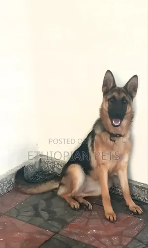 3-6 months Female Purebred German Shepherd