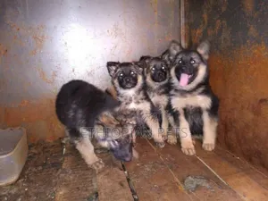 1-3 months Male Purebred German Shepherd