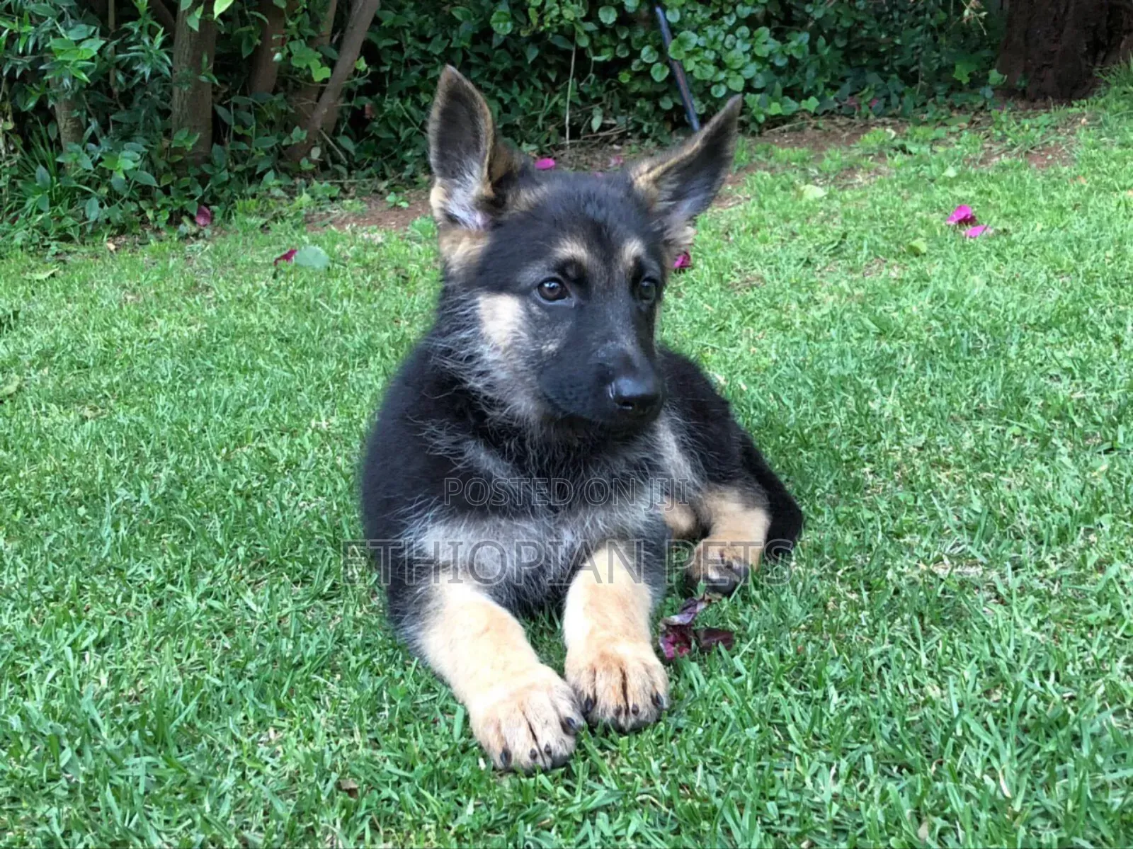 1-3 months Male Purebred German Shepherd