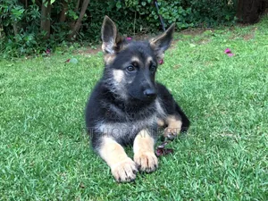 1-3 months Male Purebred German Shepherd