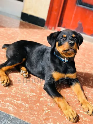 3-6 months Male Purebred Rottweiler