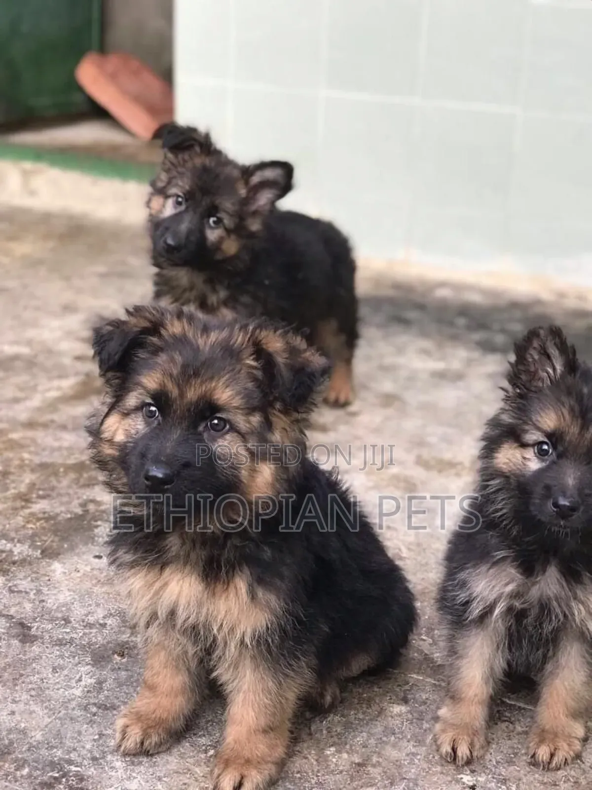 1-3 months Male Purebred German Shepherd