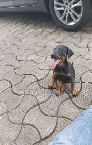 1-3 months Male Purebred Doberman Pinscher