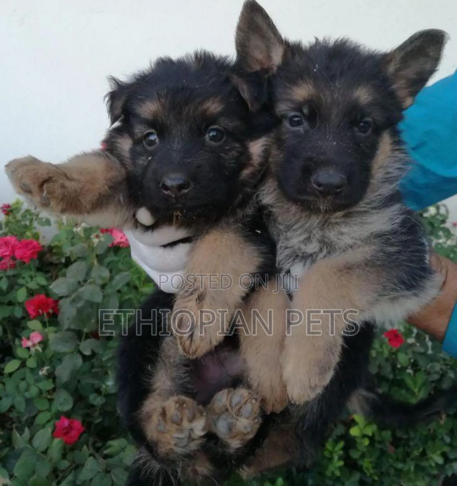 1-3 months Male Purebred German Shepherd