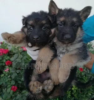 1-3 months Male Purebred German Shepherd