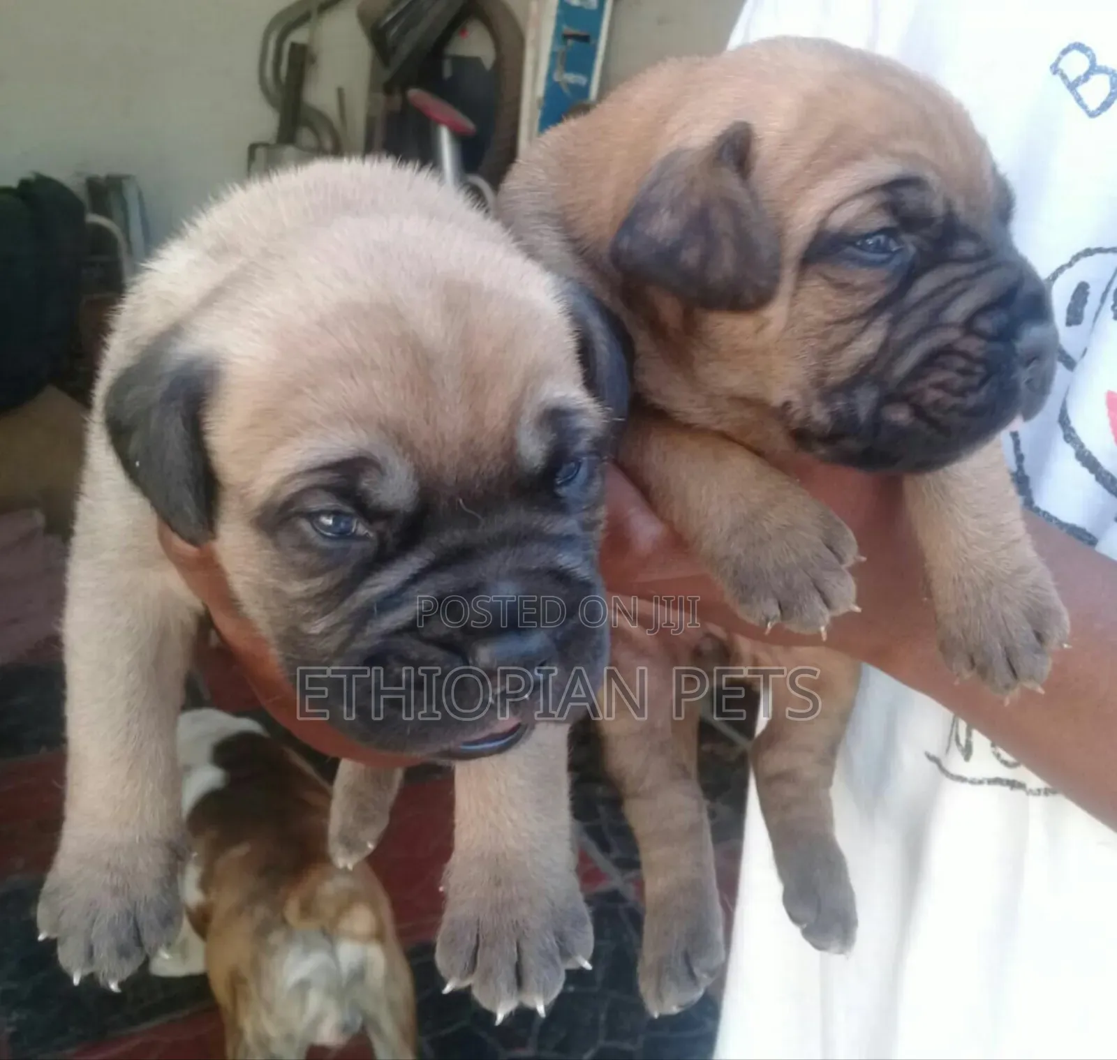 1-3 months Male Purebred Bullmastiff