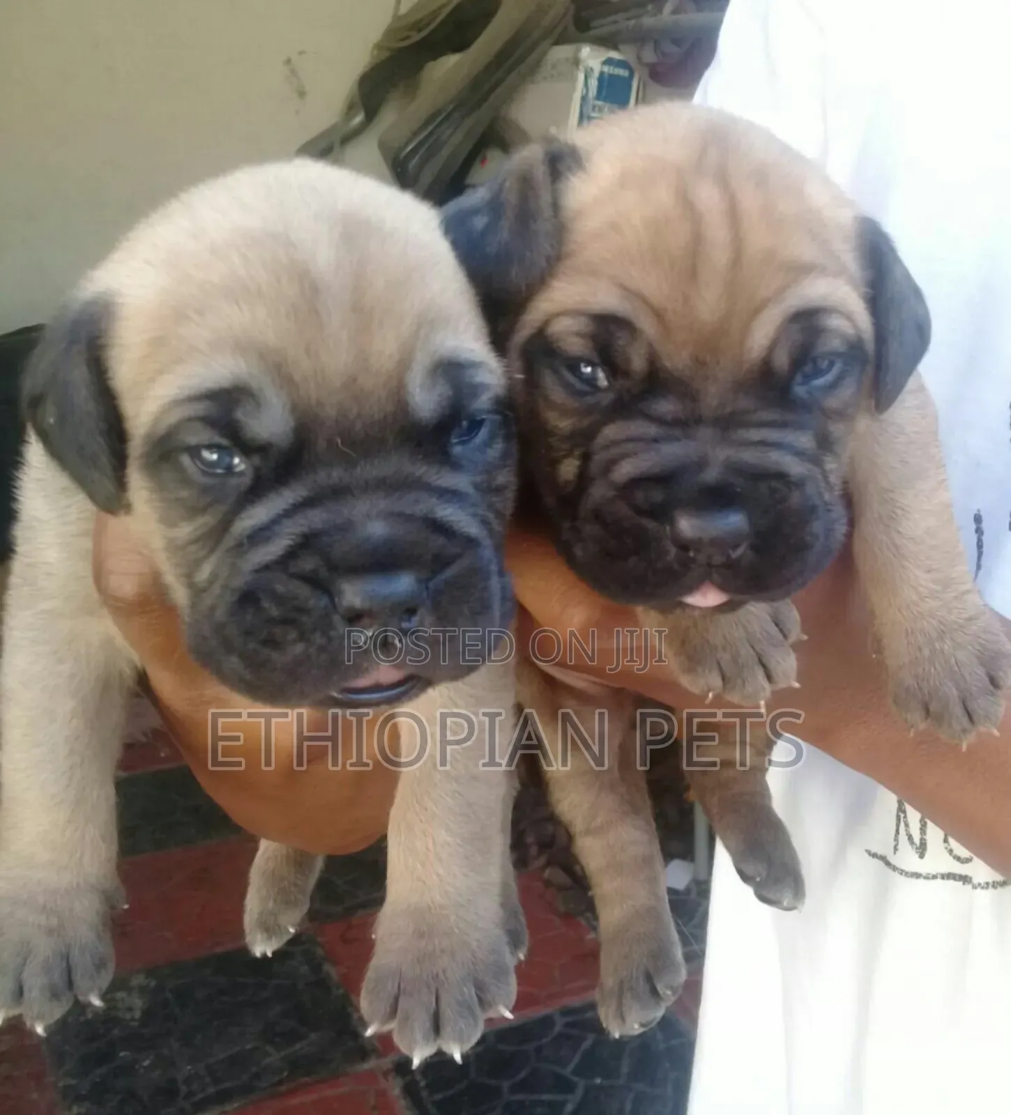 1-3 months Male Purebred Bullmastiff