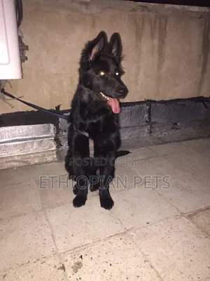 3-6 months Male Purebred German Shepherd