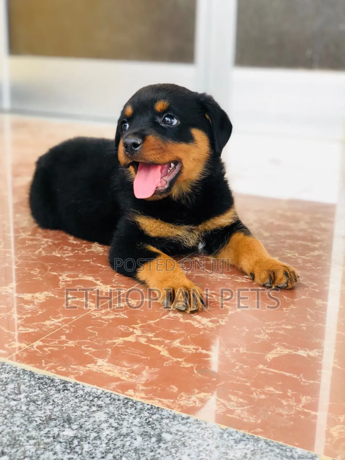 1-3 months Male Purebred Rottweiler