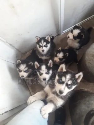 1-3 months Male Purebred Siberian Husky