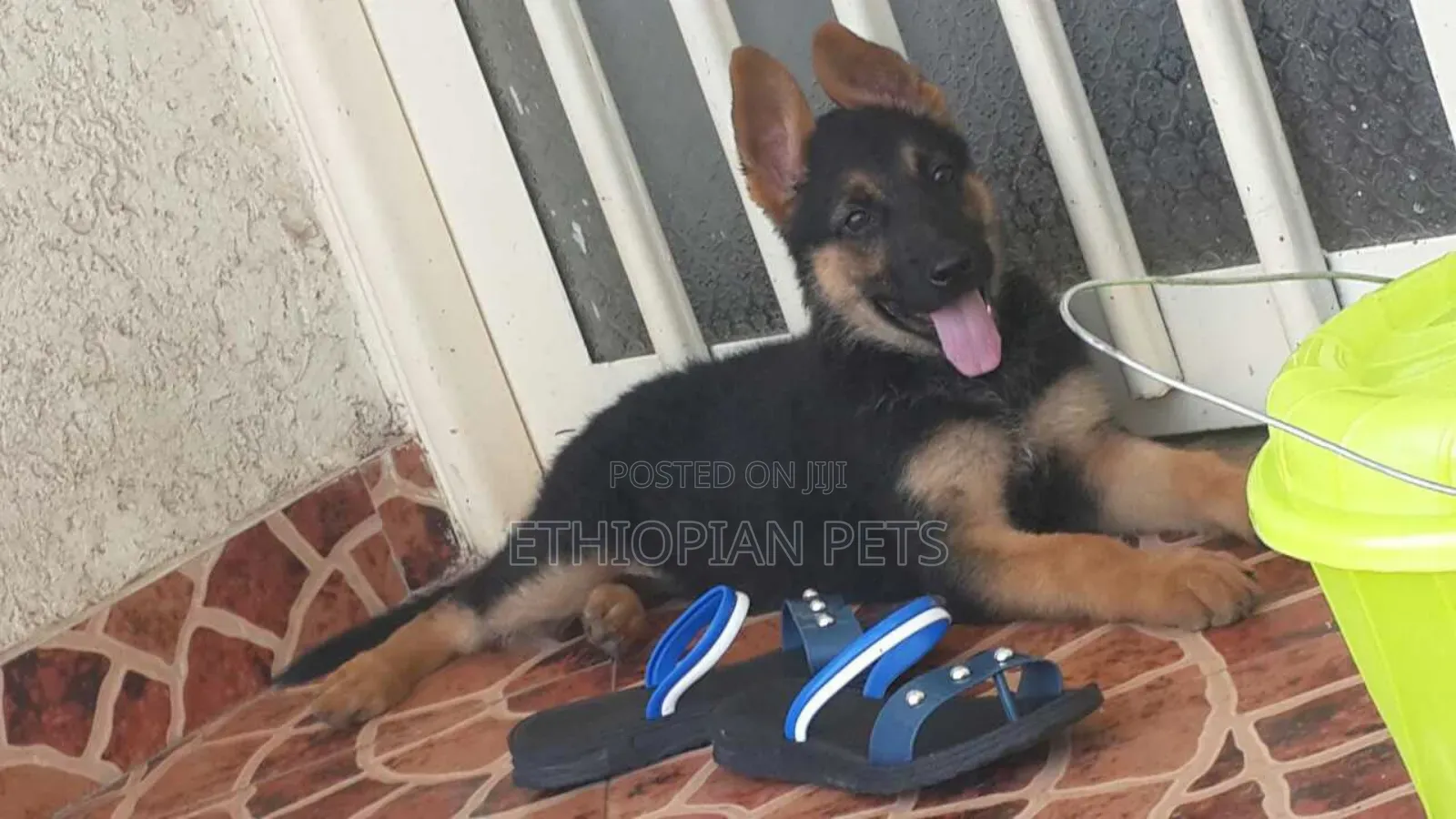 1-3 months Male Purebred German Shepherd