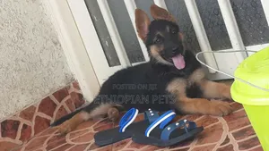 1-3 months Male Purebred German Shepherd