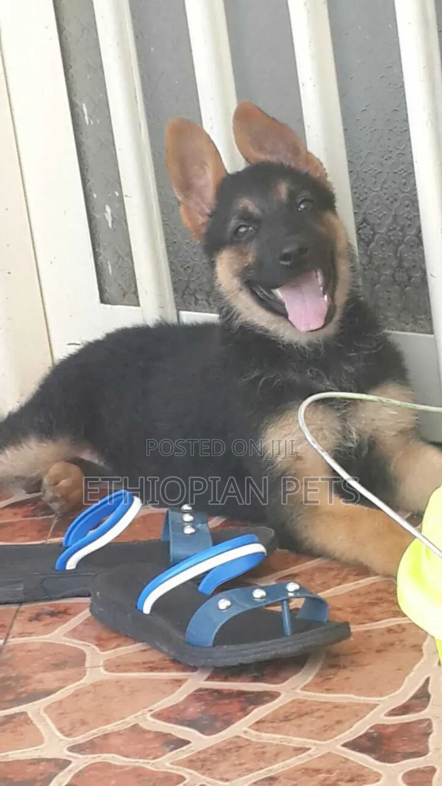 1-3 months Male Purebred German Shepherd