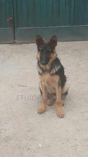 3-6 months Male Purebred German Shepherd