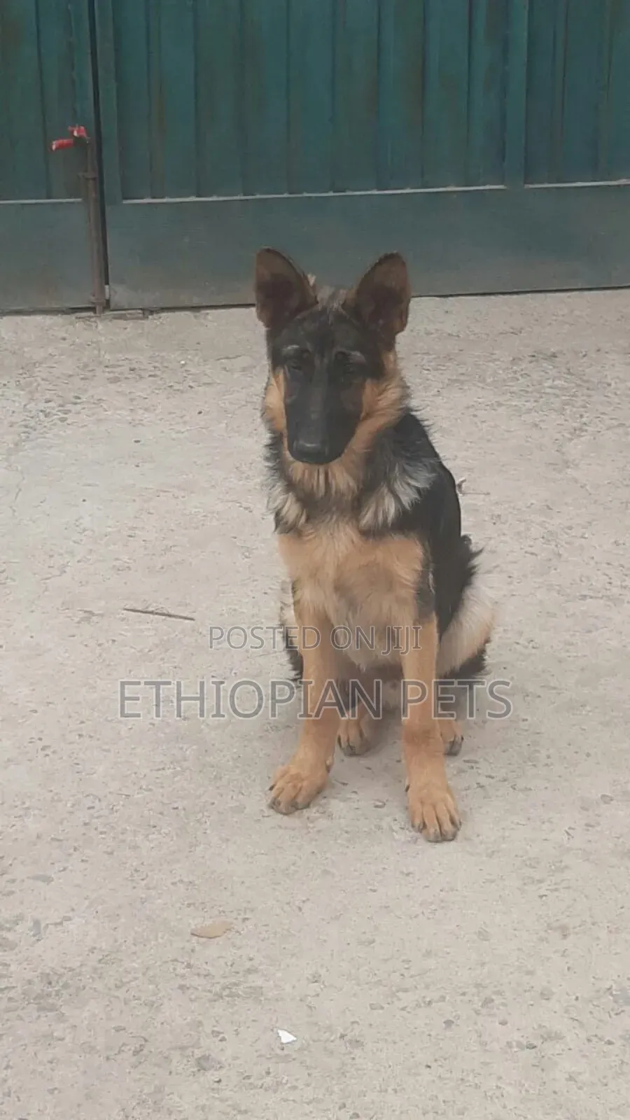 3-6 months Male Purebred German Shepherd