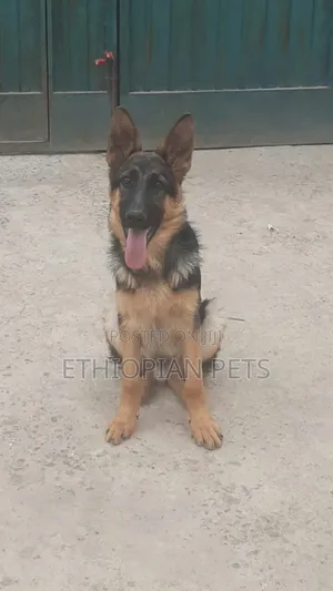 3-6 months Male Purebred German Shepherd