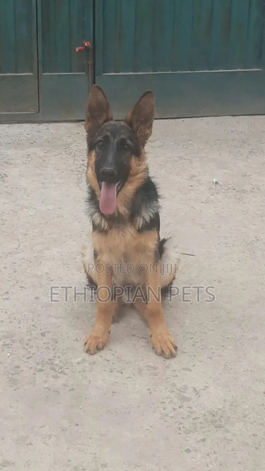 3-6 months Male Purebred German Shepherd