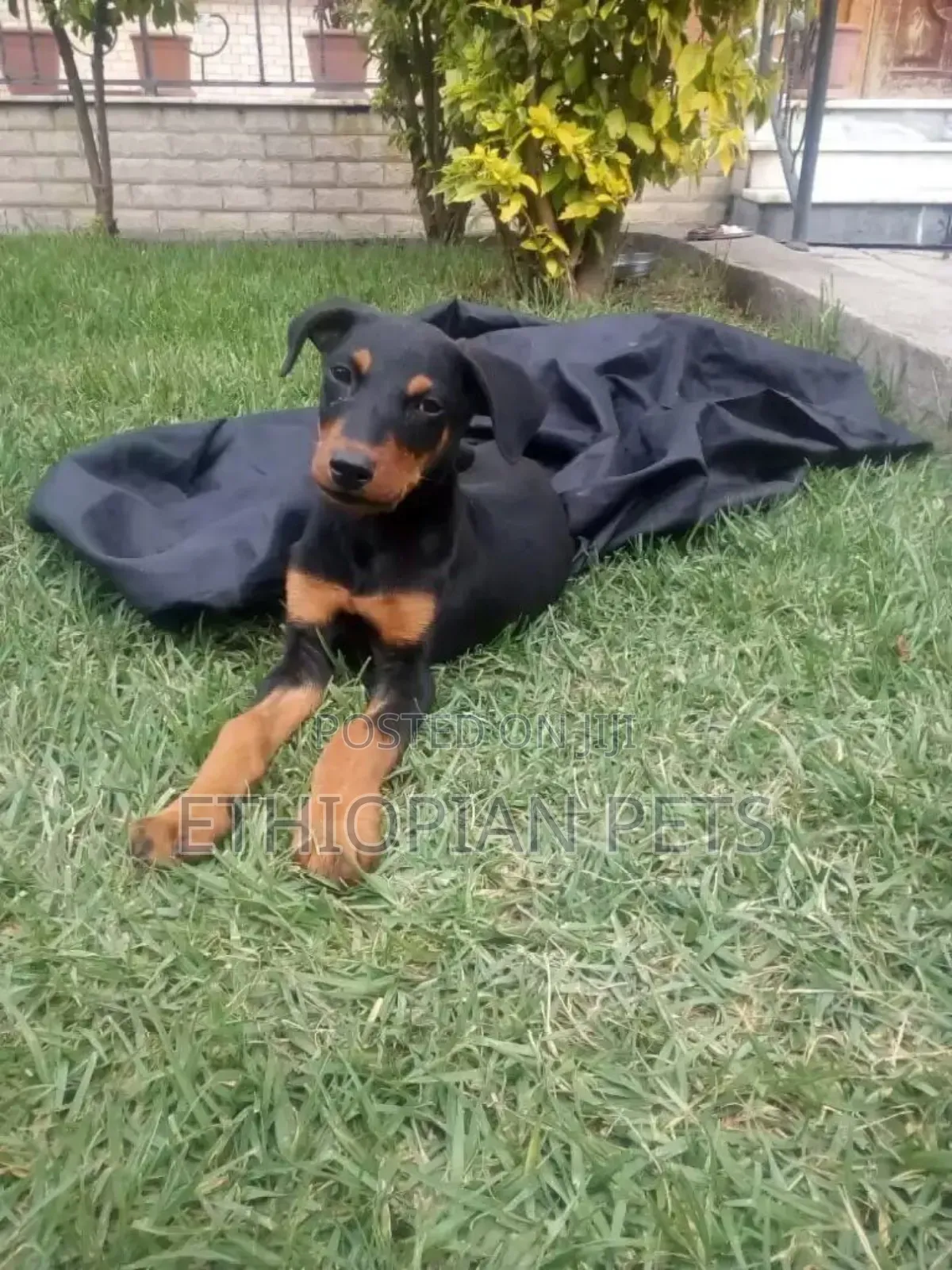 1-3 months Male Purebred Doberman Pinscher