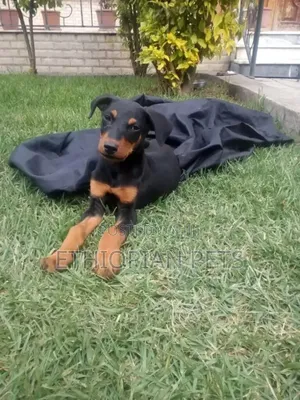1-3 months Male Purebred Doberman Pinscher
