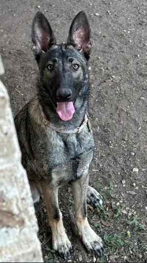0-1 month Male Purebred Dutch Shepherd