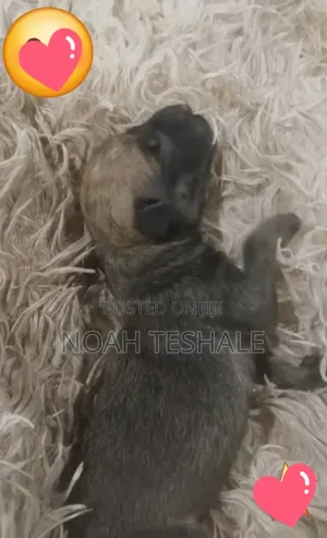 0-1 month Male Purebred Dutch Shepherd