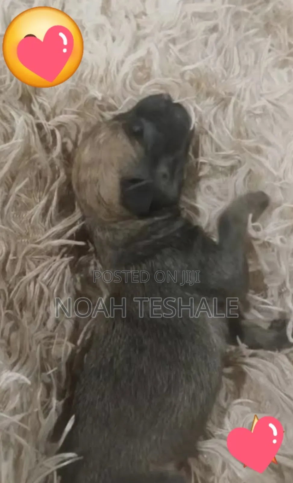 0-1 month Male Purebred Dutch Shepherd