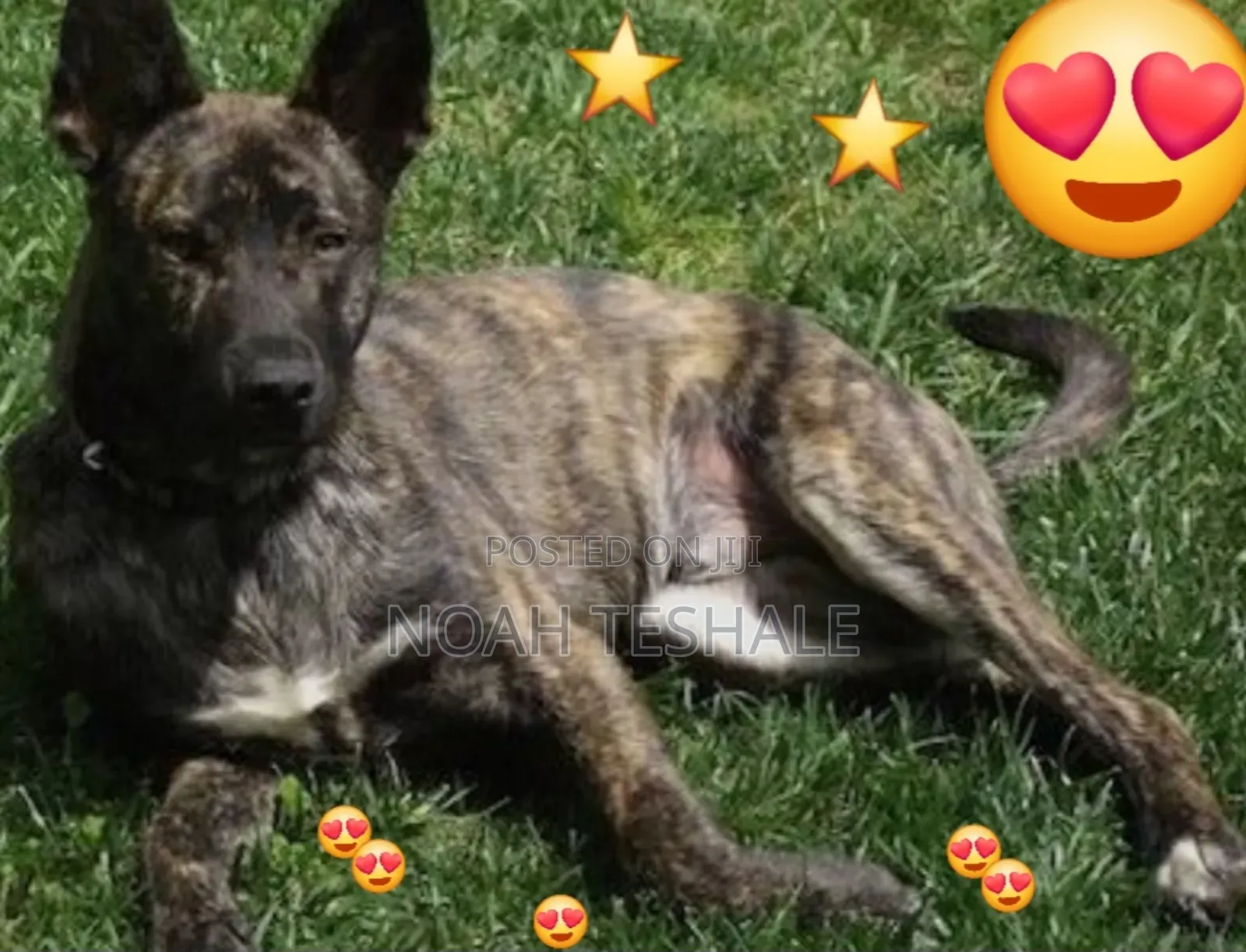 0-1 month Male Purebred Dutch Shepherd