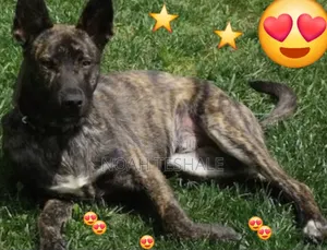 0-1 month Male Purebred Dutch Shepherd