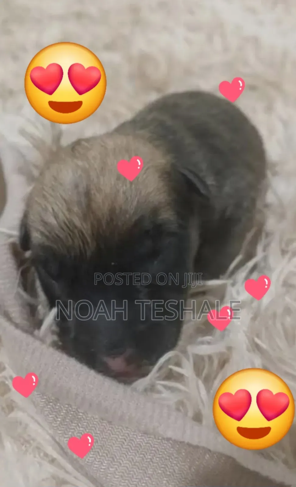 0-1 month Male Purebred Dutch Shepherd