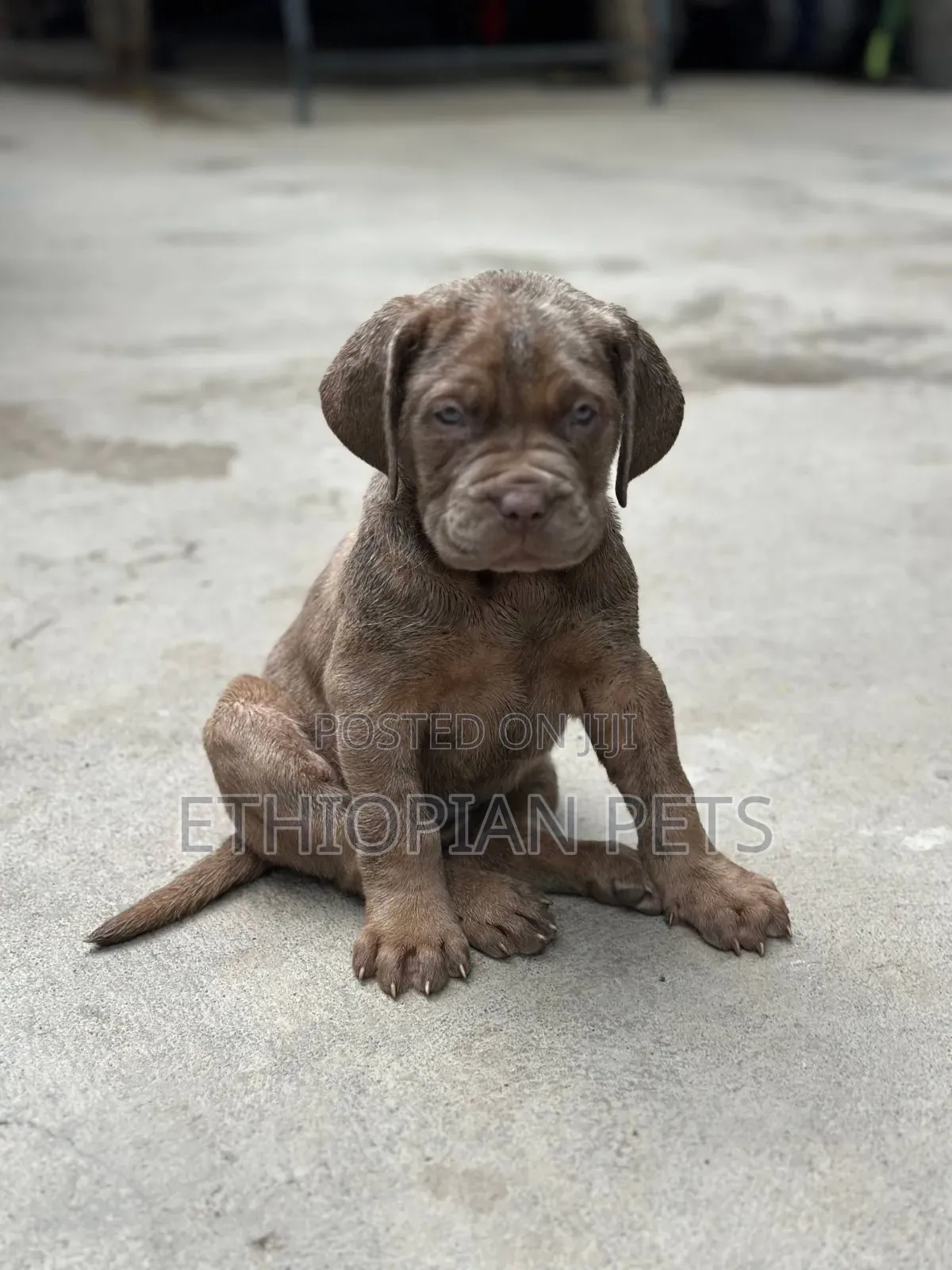 1-3 months Male Purebred Bullmastiff
