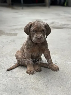 1-3 months Male Purebred Bullmastiff