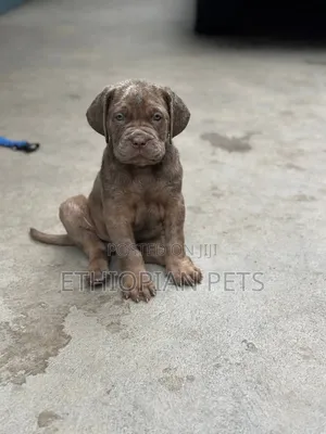 1-3 months Male Purebred Bullmastiff