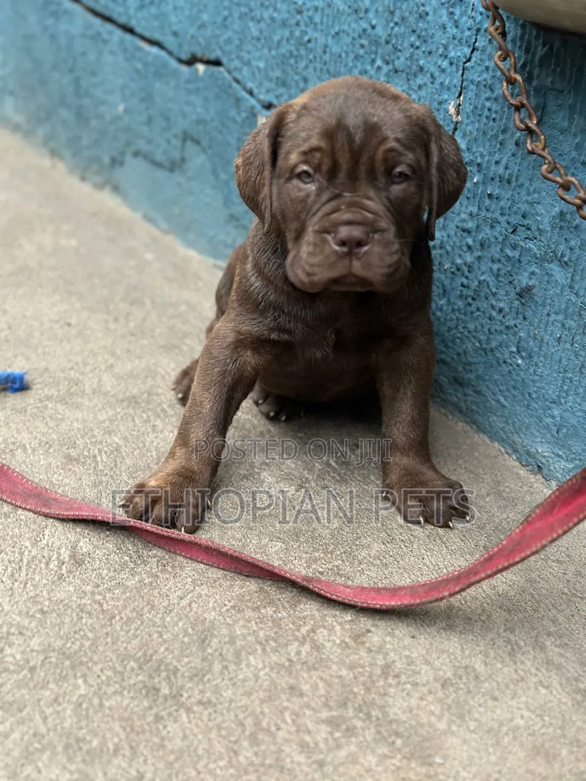 1-3 months Male Purebred Bullmastiff