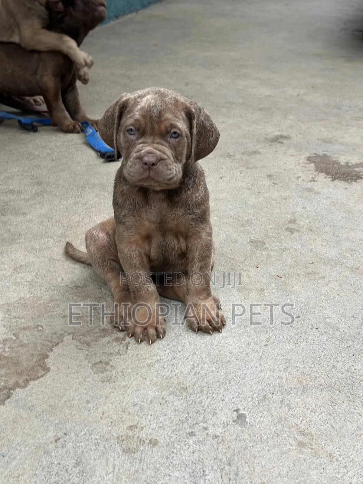 1-3 months Male Purebred Bullmastiff