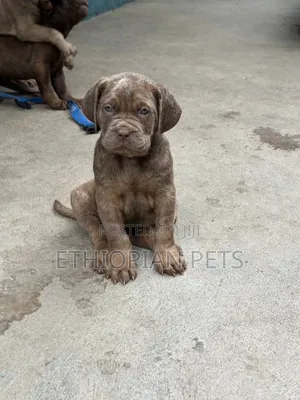 1-3 months Male Purebred Bullmastiff