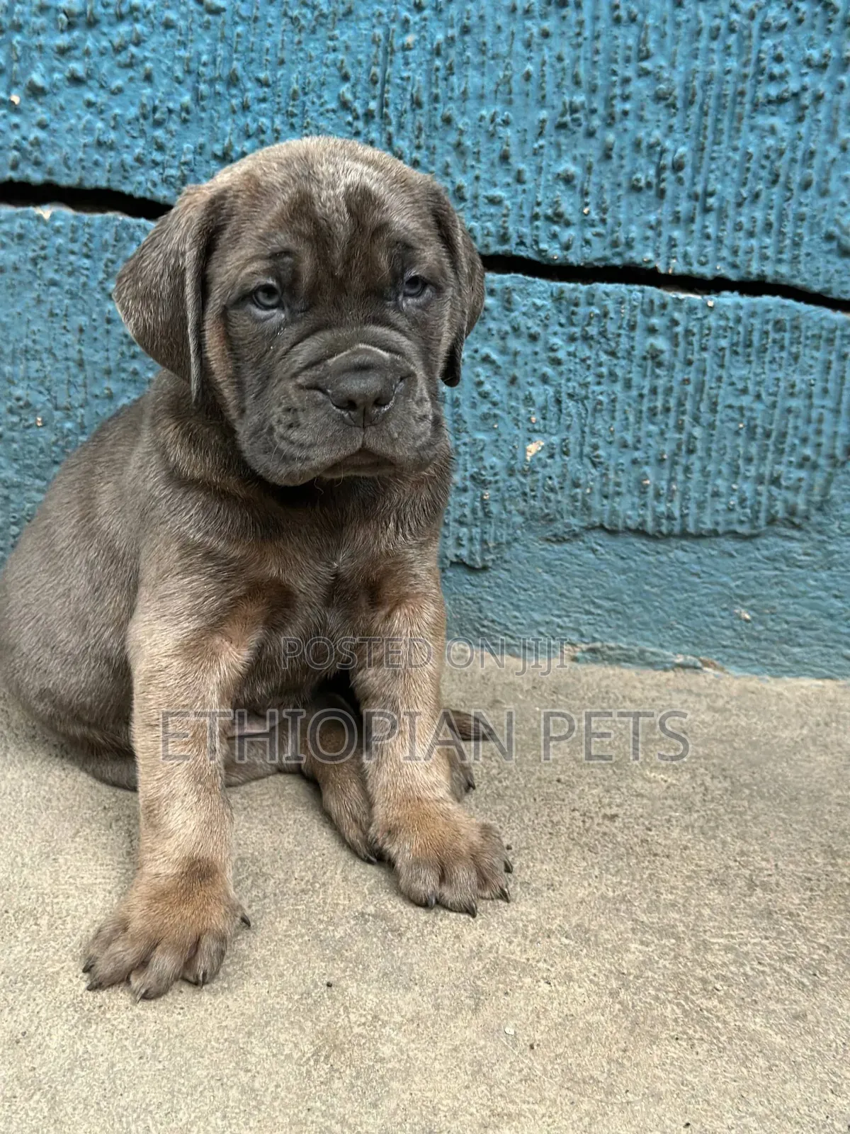 1-3 months Male Purebred Bullmastiff